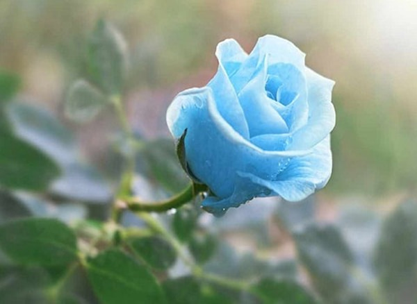 تصویر 5 از قیمت خرید گل رز آبی با فروش عمده